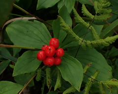 Cornus canadensis