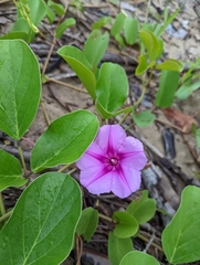 Ipomoea pes-caprae