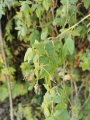 Rosa sempervirens