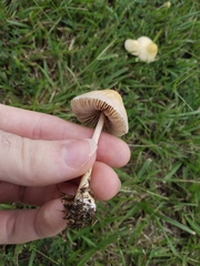 Conocybe apala