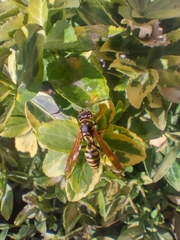 Polistes dominula
