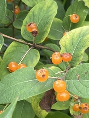 Lonicera tatarica