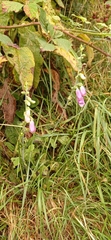 Digitalis purpurea