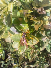 Polistes dominula