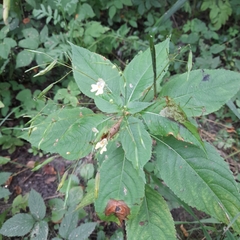 Impatiens parviflora