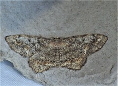 Hypagyrtis