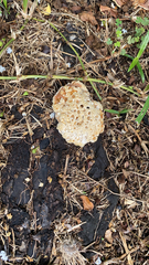 Pseudoinonotus dryadeus