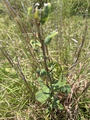 Plantae