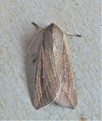 Mythimna unipuncta