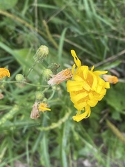 Sonchus arvensis