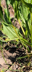 Senecioninae
