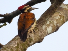 Dinopium benghalense