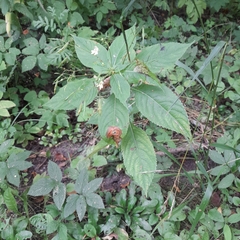 Impatiens parviflora