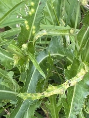 Sonchus arvensis