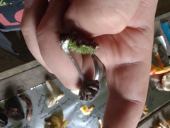 Hypomyces porphyreus