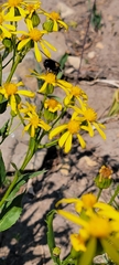 Senecioninae