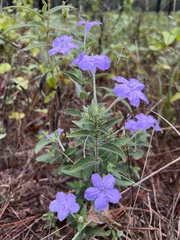 Ruellia humilis