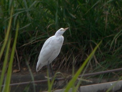 Bubulcus ibis