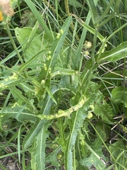 Sonchus arvensis