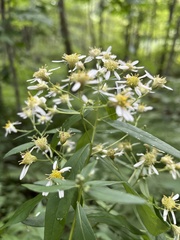 Doellingeria umbellata