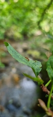Myrmica