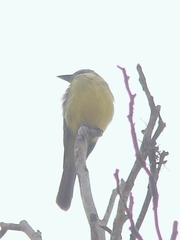 Tyrannus melancholicus