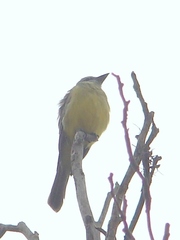 Tyrannus melancholicus