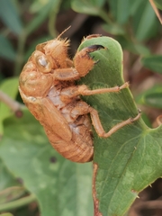 Lyristes plebejus
