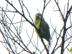 Brotogeris jugularis