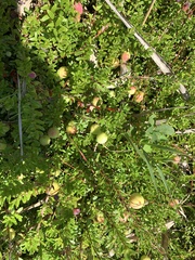 Vaccinium macrocarpon