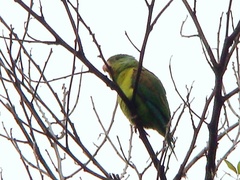 Brotogeris jugularis