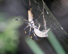 Trichonephila clavipes