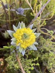 Xiphotheca fruticosa