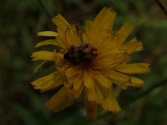 Homaemus aeneifrons