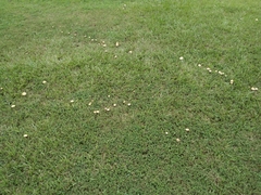 Conocybe apala