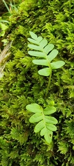 Polypodium vulgare