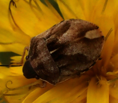 Homaemus aeneifrons