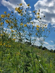 Helianthus grosseserratus