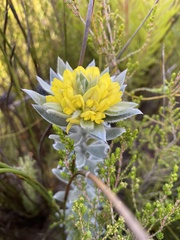 Xiphotheca fruticosa