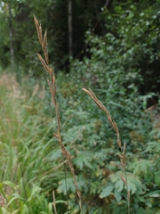 Brachypodium pinnatum