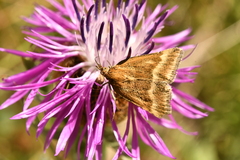 Pyrausta aerealis
