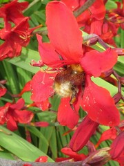 Bombus pascuorum