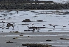 Charadriiformes