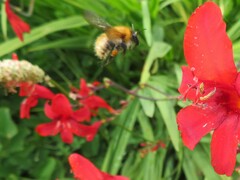 Bombus pascuorum