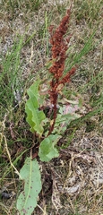 Rumex crispus