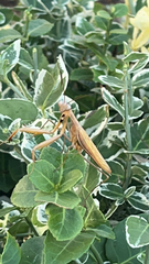 Mantis religiosa