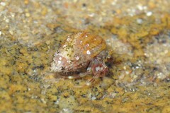 Pagurus bernhardus