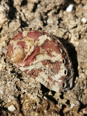 Haliotis tuberculata