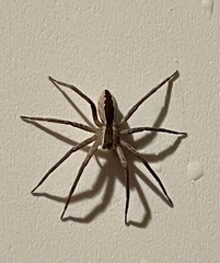 Pisaurina mira