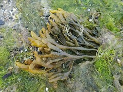 Pelvetia canaliculata